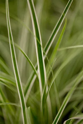 Produktbild von Carex oshimensis 'Everest', Japan-Segge, grün-weiß, 2 Liter Container