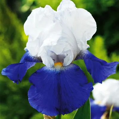 Produktbild von Iris Rhizom Staude Blüten Iris Germanica Deutsche Schwertlilie Arpege 1 St.