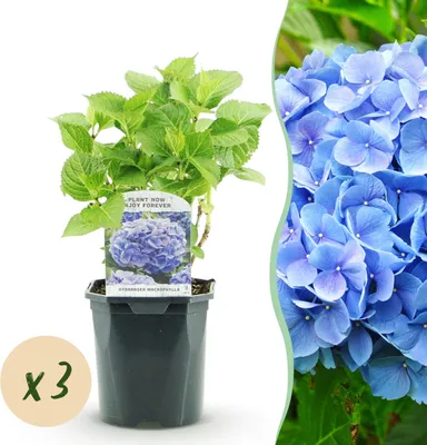 Produktbild von GreenboutiQ - Hortensie - Hydrangea macrophylla Blau - Blüte Blau - 3 Pflanzen - 1m2 - Laubabwerfend - Wenig Pflege - Topf 17cm Höhe 30cm