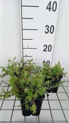 Produktbild von 6 x  Phuopsis stylosa ( crucianella stylosa) - Scheinwaldmeister - Topf 9 x 9 cm