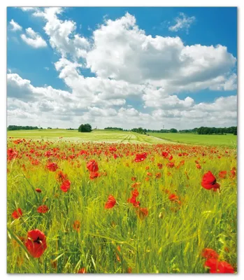 Produktbild von Wallario Herdabdeckplatte aus Glas, Größe 52 x 60 cm 1-teilig, Motiv Grüne Wiese mit Mohnblumen