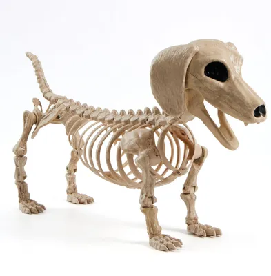 Productafbeelding van Skelet Halloween wiener hond 24 inch plastic dier - Skelet Decoraties met Verstelbare Gewrichten