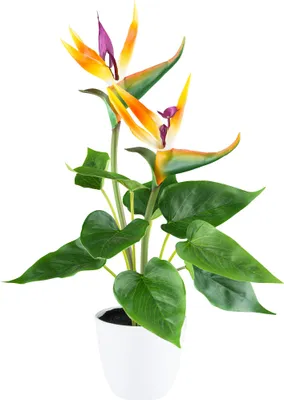 Produktbild von ohne Marke Kunstpflanze Strelitzia grün/orange OneSize