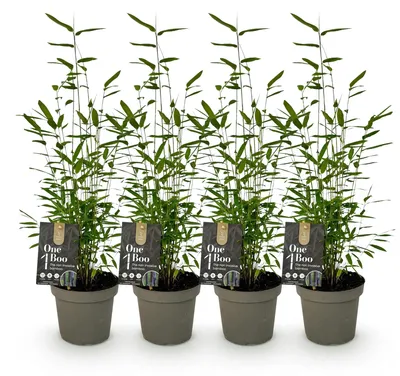 Produktbild von GreenboutiQ - Bambus - Fargesia Black Dragon - Grün - 4 Pflanzen - Immergrün - Wuchernicht - Topf 14cm Höhe 35cm