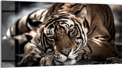 Produktbild von DEQORI Glasbild Echtglas 100x50 cm 'Ruhender Bengal Tiger' Wandbild Bild modern Deko