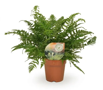 Immagine prodotto di Polystichum Tsussimense / Athyrium - 30cm - Ø12cm - Pianta d'appartamento - Sempreverde