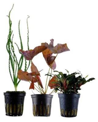 Immagine prodotto di Set esclusivo di 3 piante per acquario Piante per acquario AquaOne No.135