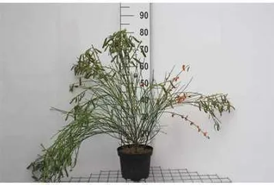 Produktbild von Cytisus (s) 'Palette' - Ginster 40- 60 cm Container