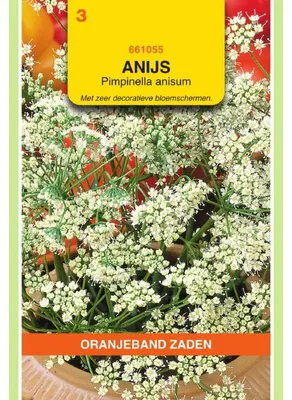 Imagen del producto de Semillas de anís, marca Oranjeband, para cultivar hierbas – 1 paquete de semillas