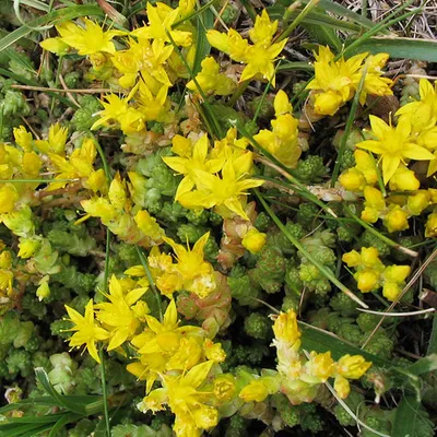 Immagine prodotto di 6 x Sedum acre - stonecrop pungente - vaso 9cm x 9cm