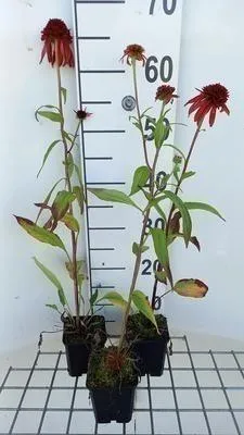 Produktbild von 6 x Echinacea purp. 'Hot Papaya'® - Sonnenhut - Topf 9 x 9 cm