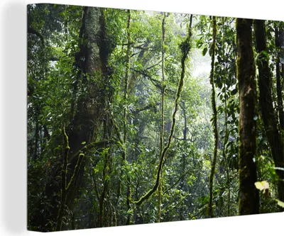 Produktbild von OneMillionCanvasses® - Leinwandbilder - 150x100 cm, Tropischer Regenwald, Wandbilder Kunstdruck Wanddekoration