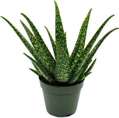 Obrázok produktu pre Aloe MEDIVERA Tropical - Nová odroda Aloe vera - 14 cm kvetiná? - výška cca 30 cm
