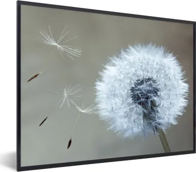 Produktbild von MuchoWow® Gerahmtes Poster Löwenzahn - Blume - Pflanze 80x60 cm - Poster mit Schwarzem Bilderrahmen Wandposter Rahmen Foto Bilder - Schwarzem - Mit Gestell