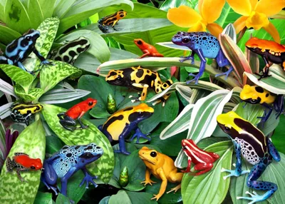Immagine prodotto di Alipson puzzle Fun Frogs 500 pezzi giocattolo colorato