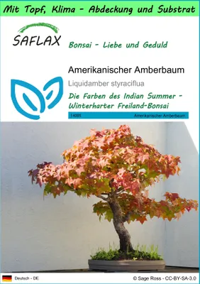 Produktbild von SAFLAX Garden to go - Amerikanischer Amberbaum - Liquidamber styraciflua - 100 Samen - Mit Topf, Klima - Deckel und Anzuchtsubstrat