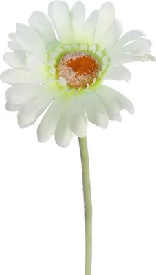 Obrázok produktu pre Dekoratívna Gerbera, bielo-zelená, 55 cm
