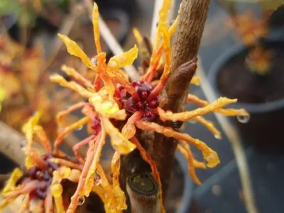 Produktbild von Hamamelis intermedia Aphrodite - Zaubernuss - 40-60
