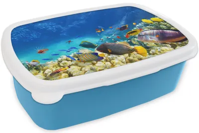 Produktbild von KitchenYeah® Lunchbox Brotzeit Brotdose 17x11 cm Meer - Fische - Korallen - Unterwasserwelt Kinder Brotzeitdose - Lunch - Kunststoff  - Brotbüchse - Sandwichbox - Lunchbox für Kinder