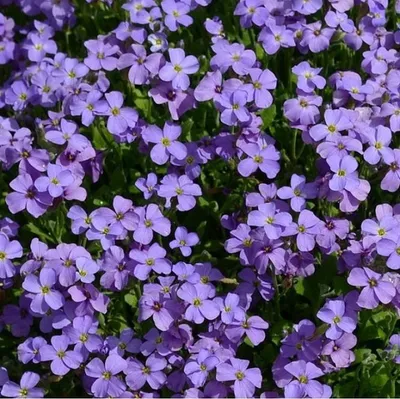 Productafbeelding van 6 x Blaukissen - Aubrieta 'Cascade Blue' | Pot van 9x9 cm