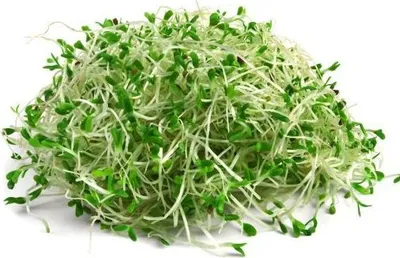 Obrázek produktu pro Alfalfa semínka- semínka na klíčení 20 g BIOMISKA