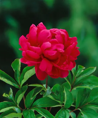 Produktbild von Edel-Pfingstrose Adolphe Rousseau, im 11 cm Topf - Paeonia lactiflora