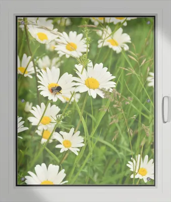 Produktbild von Wallario Lichtschutzbild, Dekorativer Sichtschutz Sonnenschutz 76 x 93 cm mit Motiv: Margeritenwiese - Verdunklung ohne Bohren