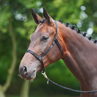 Immagine prodotto di Cavezza Busse - nero, taglia:Pony (S)