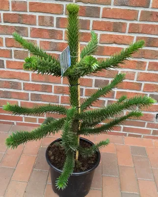 Produktbild von Affenbaum Araucaria araucana 60–70 cm – winterharte Andentanne, immergrüne Konifere, außergewöhnlicher Gartenbaum