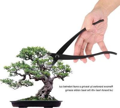 Image de Ciseaux à bonsaï professionnels à lame arrondie - Outils de taille pour bonsaï - Ciseaux à bonsaï - Ciseaux de jardinage à lame arrondie