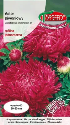 Produktbild von Seeds of Aster hohe Pfingstrose lila Kirsche - Torseed