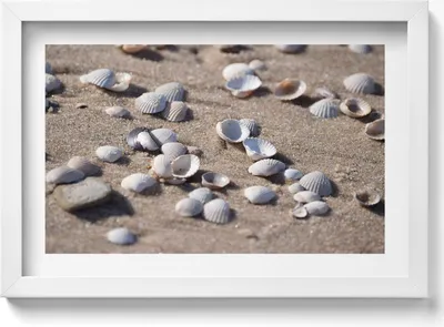Produktbild von Muscheln am Strand– Wandbild mit Rahmen – Gerahmtes Bild  – Wanddekoration – 30x20 cm –  Weiß Rahmen