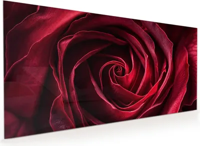 Produktbild von Küchenrückwand Spritzschutz Glas mit Motiv Rose Makroaufnahme 40 x 40 cm