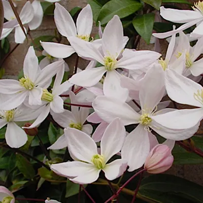 Produktbild von Waldrebe armandii  - Clematis armandii 'Apple Blossom'  | 60-80 cm in Container