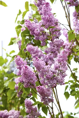 Zdjęcie produktu dla Syringa chinensis, lilak chiński, 60-100 cm, pachnący