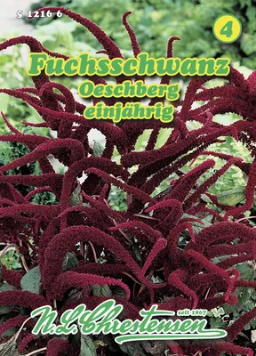 Artikelbild 1 von 'Fuchsschwanz Oeschberg' aus der Kategorie Fuchsschwanzsamen