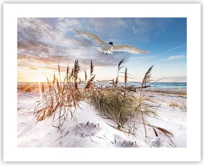 Produktbild von Poster - Poster ohne Rahmen - Möwe Meer Küste - 50x40 cm - Wand Bild - Wanddeko - Wandbilder - Kunstposter - Wandposter - Bilder - Kunstdruck - Wanddekoration - Wandbild - P2XAA50x40-4902