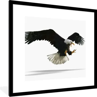 Produktbild von MuchoWow® Gerahmtes Poster Adler - Vogel - Weiß 40x40 cm - Poster mit Schwarzem Bilderrahmen Wandposter Rahmen Foto Bilder - Poster - Plakat im Rahmen