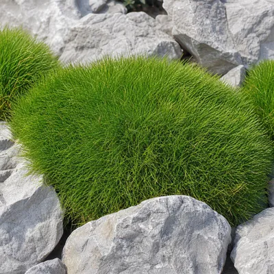 Produktbild von Stauden Gänge 10 x Festuca gautieri - Bärenfellgras - Immergrün, robust und stilvoll zugleich - perfekter Bodendecker