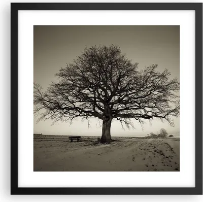 Produktbild von Gerahmtes Poster - Schwarzer Rahmen - Baum Schnee Sepia - 40x40 cm - Wand Bild - Wanddeko - Wandbilder - Kunstposter - Wandposter - Bilderrahmen - Bilder - Kunstdruck - Wandbild - P2BAC40x40-4161