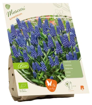 Immagine prodotto di Bulbi di fiori biologici: Muscari armeniaco (Traubenhyazinthe).