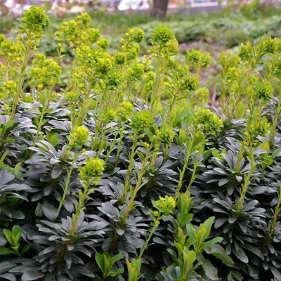 Obrázek produktu pro Euphorbia amygdaloides 'Robbiae', rostliny, 24 kusů, průměr 9 cm