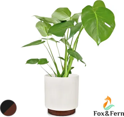 Image de Fox & Fern Pot de Fleur Interieur, Pot pour Plantes en Polystone, Cache Pot Plante Interieur et Extérieur Résistant UV et Gel, Pot Fleur Exterieur Grande Taille, Jardinieres Exterieur Bouchon Drainage