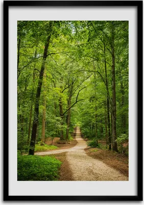 Produktbild von Bild - Bilderrahmen - 50 cm x 70 cm - MDF - Rahmen - Wandkunst Pfad im Wald
