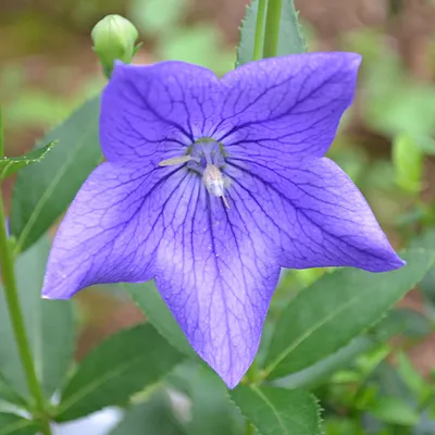 Produktbild von 6 x Garten-Ballonblume - Platycodon grandiflorus 'Mariesii'  | Topf 9cm x 9cm
