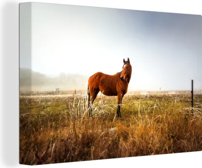 Produktbild von OneMillionCanvasses® - Leinwandbilder - 150x100 cm, Pferd - Weide - Australien, Wandbilder Kunstdruck Wanddekoration