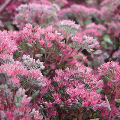 Immagine prodotto di 6 x Greaseleaf 'Robustum' - Sedum 'Robustum' (= 'Ruby Glow') | Vaso 9cm x 9cm