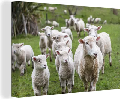 Produktbild von MuchoWow® - Leinwandbilder - Schafe - Gras - Lamm, Wandbild, Wanddeko Bilder Wohnzimmer, 90x60 cm