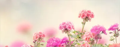 Produktbild von Wallario selbstklebendes Poster - Zarte Blüten in Rosa, Größe: 50 x 125 cm