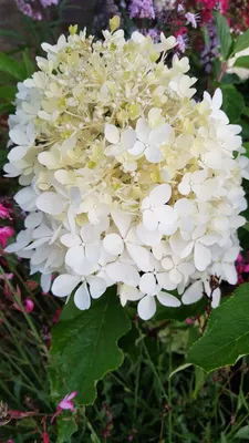 Image de Hydrangea paniculata 'Phantom' / Hortensia paniculé 'Phantom'